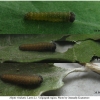 nep rivularis larva1 volg1